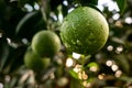 Green Orange fruit hanging tree fresh water drops. Close-up of a Green Orange fruit on a tree