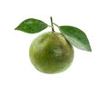 Green orange fruit with leaf on white Royalty Free Stock Photo