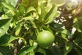 Green orange fruit on tree. Orange tree with not ripe fruit.