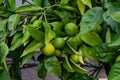Green orange fruits on plant from citrus sinensis orange tree close up Royalty Free Stock Photo