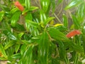 Green and orange gold fish plant Royalty Free Stock Photo