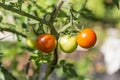 Green orange grapevine tomatoes.