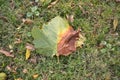 green and orange leaf fallen on the ground with grass Royalty Free Stock Photo