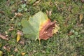 green and orange leaf fallen on the ground with grass Royalty Free Stock Photo