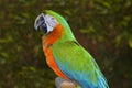 Green and orange macaw Royalty Free Stock Photo
