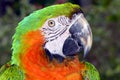 Green and orange macaw Royalty Free Stock Photo
