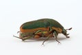 Green June Beetle (Cotinis nitida)