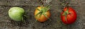 Green, orange and red small tomatoes on an old wooden table. The degree of ripening of the crop. Panorama format