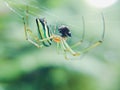 Green orange spider on the nest Royalty Free Stock Photo