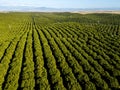 Green Orange Stripes - Orange Grove Rows Point to the Foothills Royalty Free Stock Photo