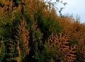 Green and orange thuja plant background