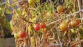 Tiny Unripe Cocktail Tomatoes on Dried Withered Plant Sunburn by Intense Heat and Sunlight