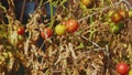 Tiny Unripe Cocktail Tomatoes on Dried Withered Plant Sunburn by Intense Heat and Sunlight