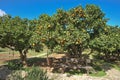 Green orange tree with ripe fruit Royalty Free Stock Photo