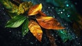 Green orange and yellow leaves splashed with water on a dark background,