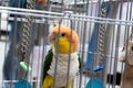Green, orange, yellow and white pet bird in bird cage Royalty Free Stock Photo
