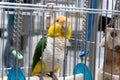 Green, orange, yellow and white pet bird in bird cage Royalty Free Stock Photo