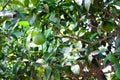 Green oranges on a branch with green leaves in a garden of ternary plants. Unripe fruits. Horizontal orientation. Royalty Free Stock Photo