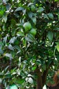 Green oranges on a branch with green leaves in a garden of ternary plants. Unripe fruits. Vertical orientation. Royalty Free Stock Photo