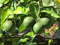 Green oranges and the orange tree Royalty Free Stock Photo