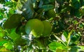 Green oranges on an orange tree with leaves in Gozo island, Malta Royalty Free Stock Photo