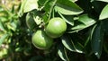 Green oranges in the tree