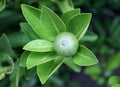 Green oranges on tree