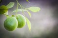 Green oranges in tree