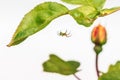 A green orb or cucumber spider weaving its web under the leaf of a rose bush with a red and yellow rose bud in soft focus Royalty Free Stock Photo