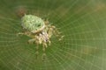 Green Orb-web spider Royalty Free Stock Photo