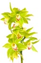 Green orchid Royalty Free Stock Photo