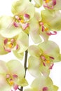 Green orchid Royalty Free Stock Photo