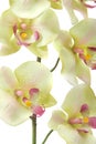 Green orchid Royalty Free Stock Photo