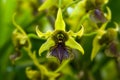 Green Orchid Royalty Free Stock Photo