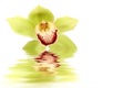 Green orchid Royalty Free Stock Photo