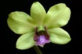 Green Orchid Royalty Free Stock Photo