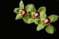 Green orchid - black background Royalty Free Stock Photo