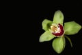 Green orchid - black background Royalty Free Stock Photo