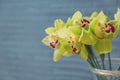 Green orchid bouquet close up, flower arrangement in the shop. Gorgeous green Cymbidium Orchid Plant. Cymbidium Orchid Bunch, Royalty Free Stock Photo