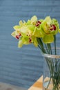 Green orchid bouquet close up, flower arrangement in the shop. Gorgeous green Cymbidium Orchid Plant. Cymbidium Orchid Bunch, Royalty Free Stock Photo