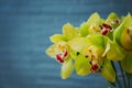 Green orchid bouquet close up, flower arrangement in the shop. Gorgeous green Cymbidium Orchid Plant. Cymbidium Orchid Bunch, Royalty Free Stock Photo