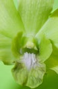 Green Orchid Closeup