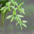 Green Orchid Flower