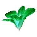 Green orchid flower isolated white background with clipping path. Flower bud close-up. Royalty Free Stock Photo