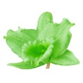 Green orchid flower, isolated white background. Flower bud close-up. Royalty Free Stock Photo