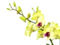 Green orchid flowers with branch isolated on white background Royalty Free Stock Photo