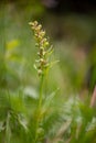 green orchid on the green meadow of the Romanian Piatra Craiului mountain range Royalty Free Stock Photo