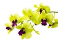Green orchid isolated on white Royalty Free Stock Photo