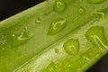 Green Orchid leaf showing surface with water drop. Royalty Free Stock Photo