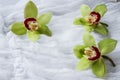 Green orchids - isolated - white background Royalty Free Stock Photo